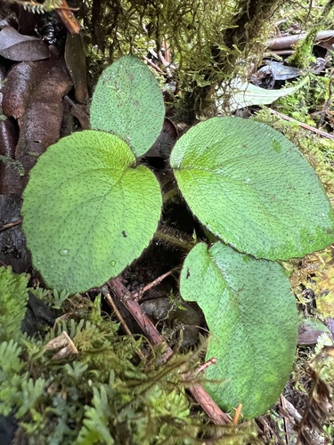 Cyrtandra oenobarba observed 2023-09-21