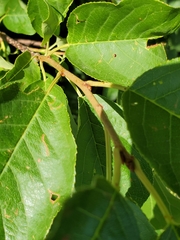 Prunus virginiana