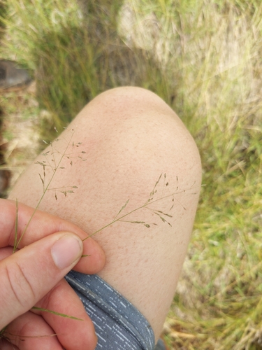 Eragrostis pilosa observed 2025-02-14