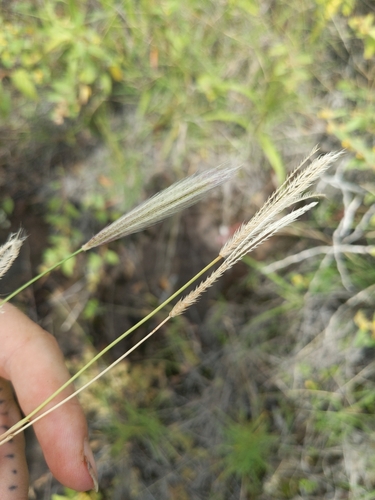 Chloris virgata observed 2025-02-14