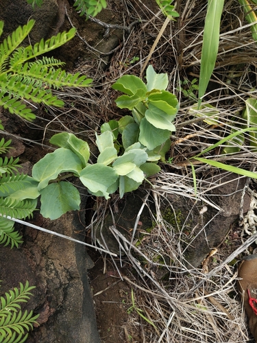 Cissus discolor, 2025-02-14