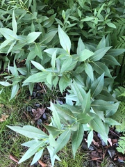 Amsonia tabernaemontana