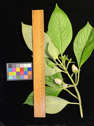Cyrtandra wainihaensis, 2023-12-06