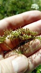 Pimpinella saxifraga