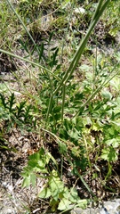 Pimpinella saxifraga