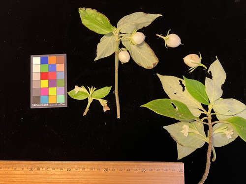 Cyrtandra wainihaensis, 2023-12-06