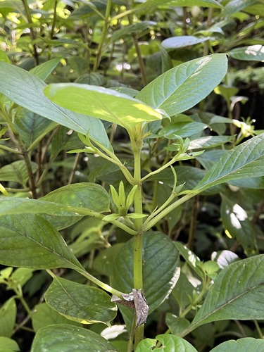 Cyrtandra wainihaensis, 2023-12-06