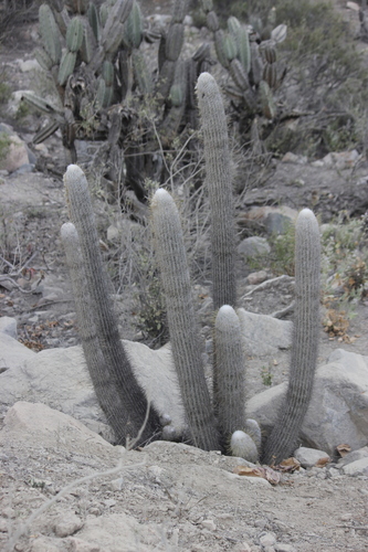 Image of Espostoa melanostele by no rights reserved