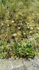 Pimpinella saxifraga