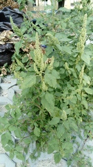 Amaranthus retroflexus