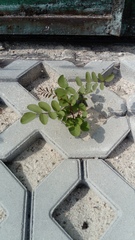 Robinia pseudoacacia