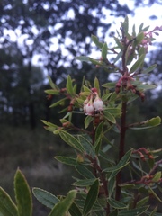 Vaccinium stenophyllum