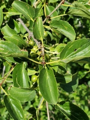 Rhamnus cathartica