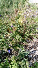 Anchusa officinalis