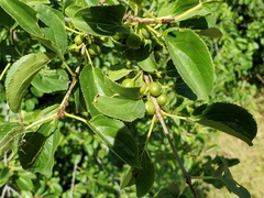 Rhamnus cathartica