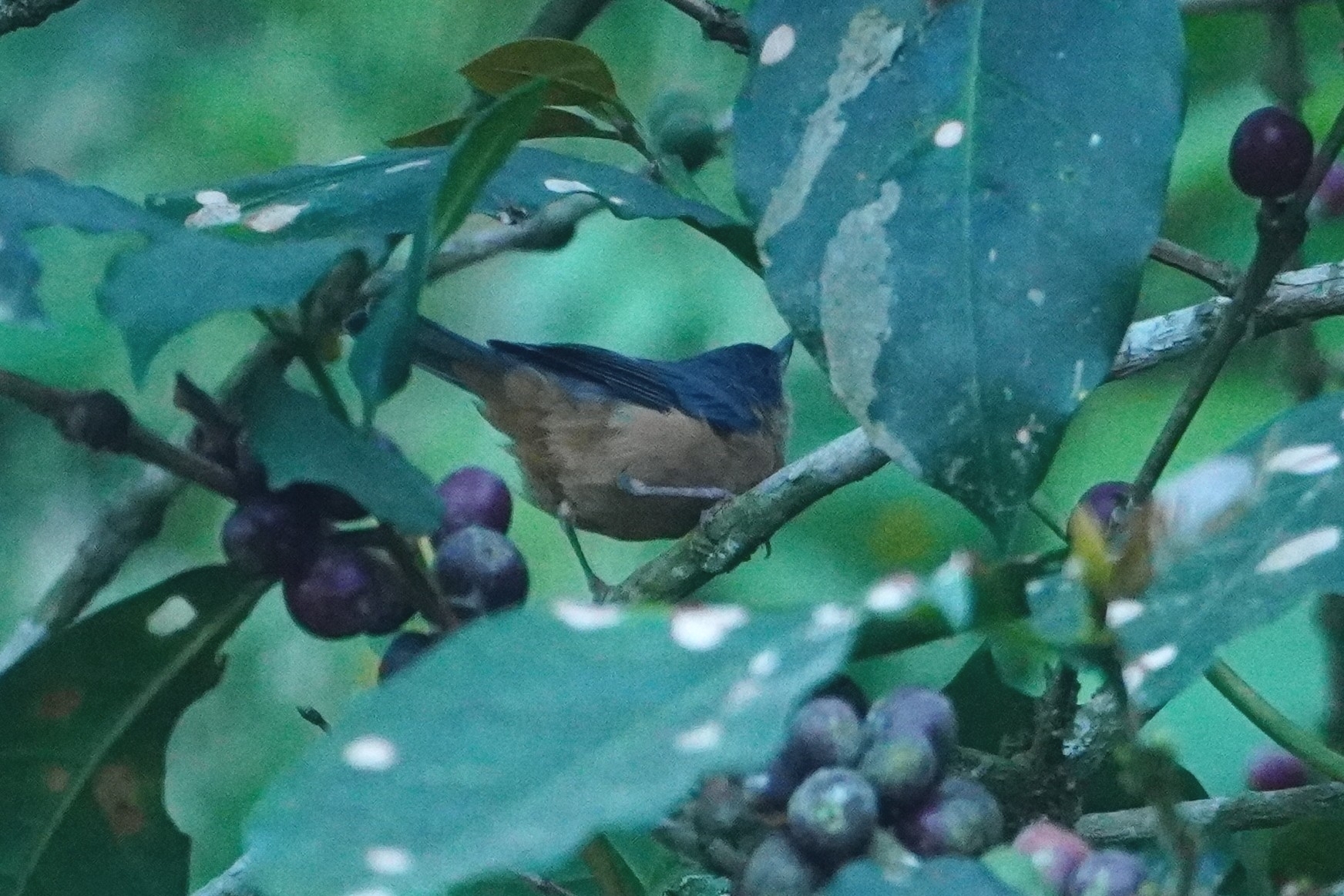 Rusty Flowerpiercer (Diglossa sittoides), photo 5