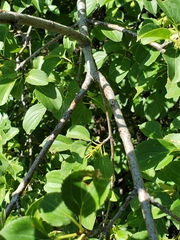 Rhamnus cathartica