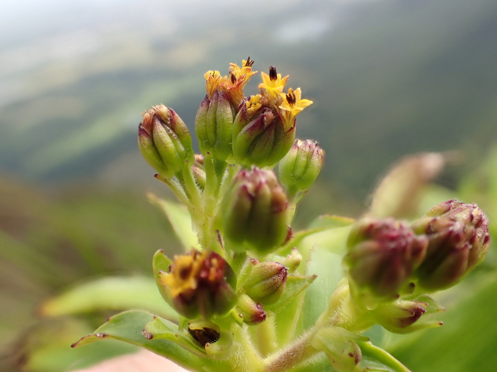 Dubautia haupuensis
