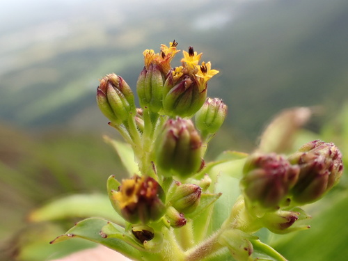 Dubautia haupuensis
