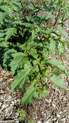 Nicandra physalodes