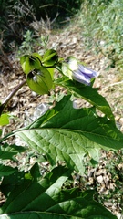 Nicandra physalodes