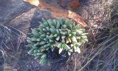 Machairophyllum albidum