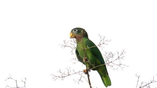 Yellow-billed Amazon (Amazona collaria), photo 10