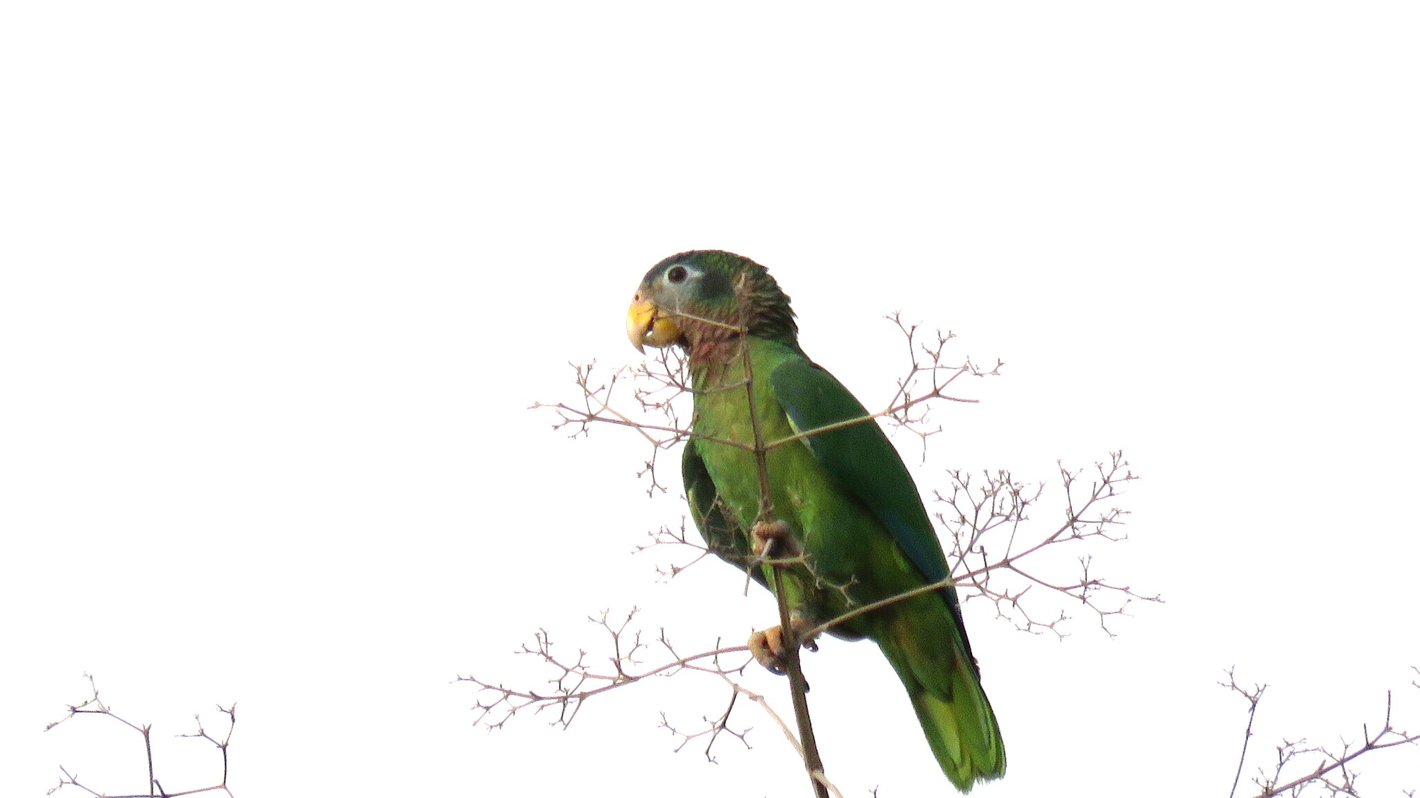 Yellow-billed Amazon (Amazona collaria), photo 2