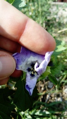 Nicandra physalodes