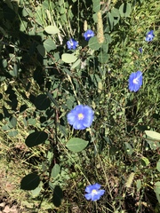 Ipomoea tricolor