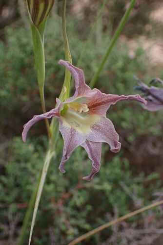 Image of Gladiolus liliaceus by no rights reserved