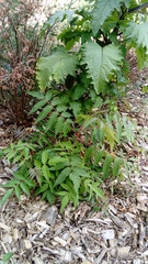 Rhus typhina