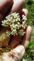 Pimpinella saxifraga