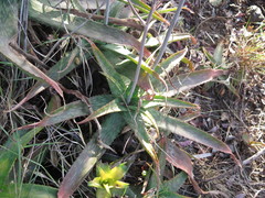 Aloe umfoloziensis