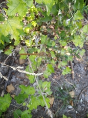 Sympetrum meridionale