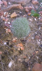 Eriospermum paradoxum