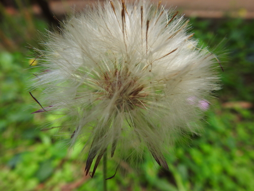 Image of Chaptalia nutans by (c) Cecilia Fer Díaz, some rights reserved (CC BY)