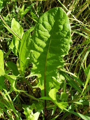 Taraxacum officinale