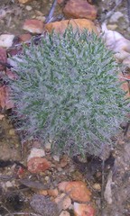 Eriospermum paradoxum