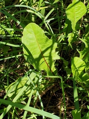 Taraxacum officinale