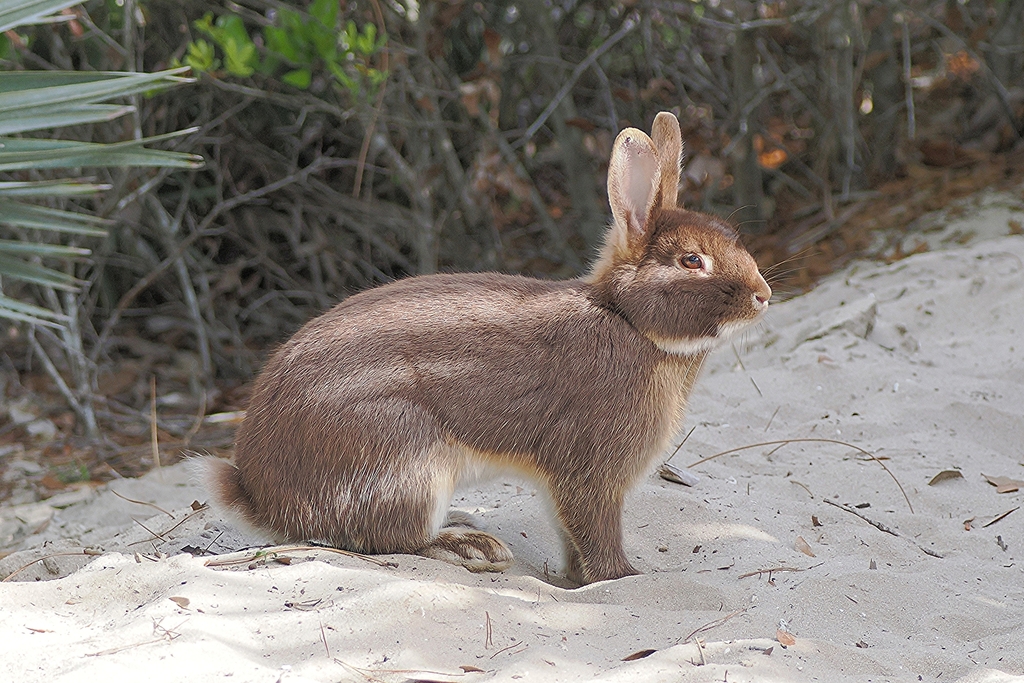 Domestic Rabbit from High Ridge Natural Scrub Area 7300 High Ridge Road ...