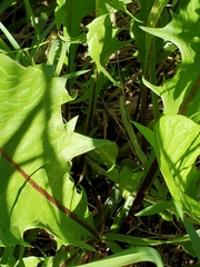 Taraxacum officinale