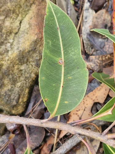 Image of Corymbia gummifera by (c) ronavery, some rights reserved (CC BY)