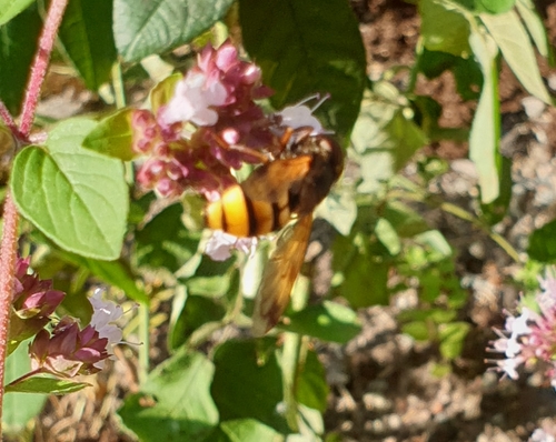 Lesser Hornet Hoverfly photo 5