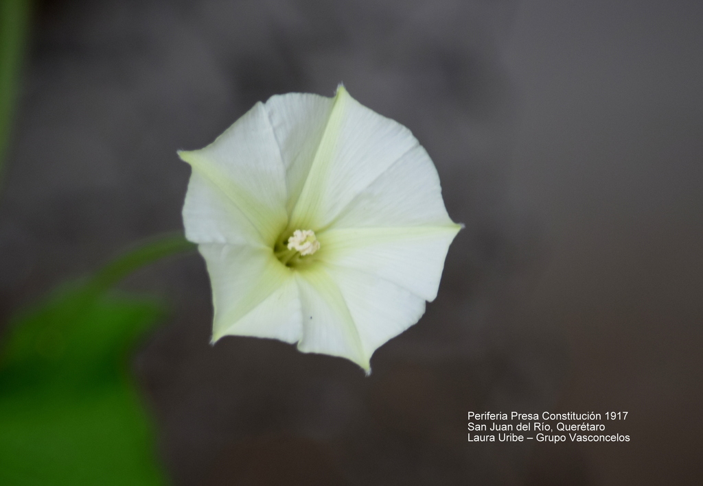 Campanilla sudamericana