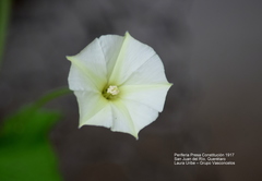 Convolvulus crenatifolius