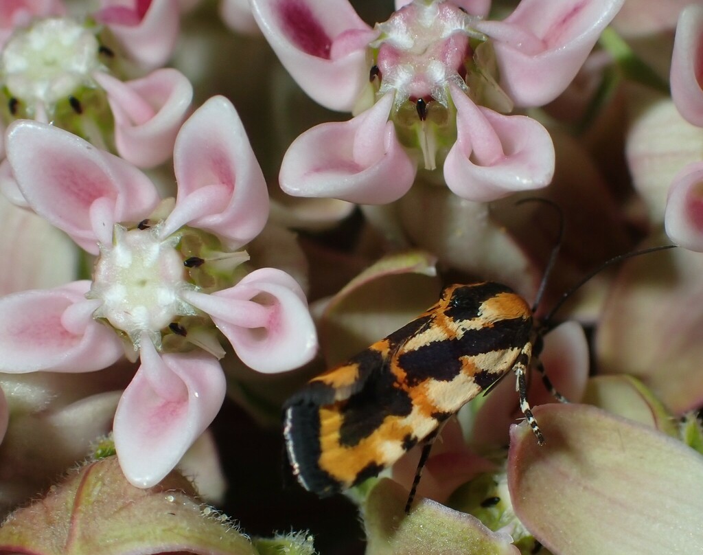 Spragueia leo
