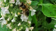 Apis mellifera