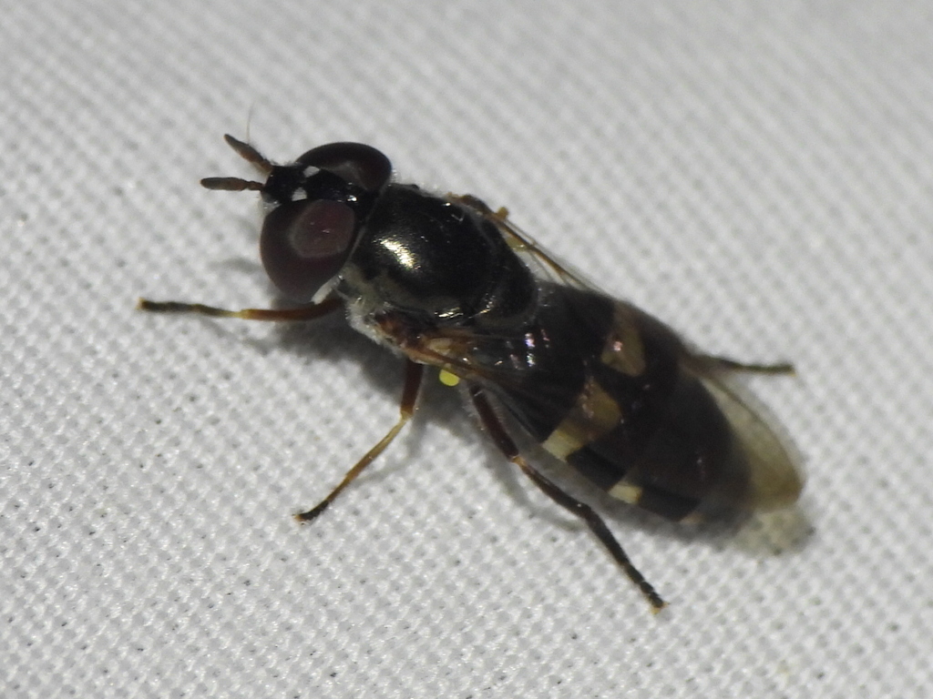 Xanthandrus mexicanus