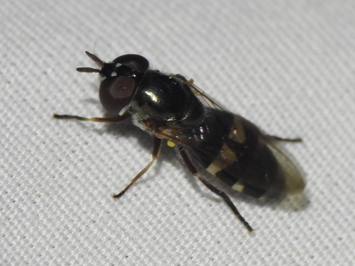 Xanthandrus mexicanus